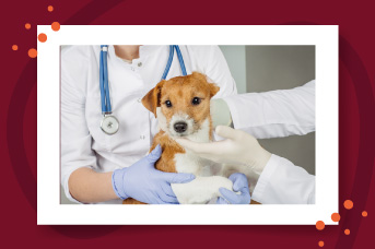 esterilizacion1.jpg